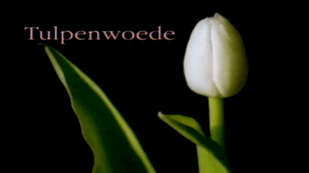 tulpenwoede
